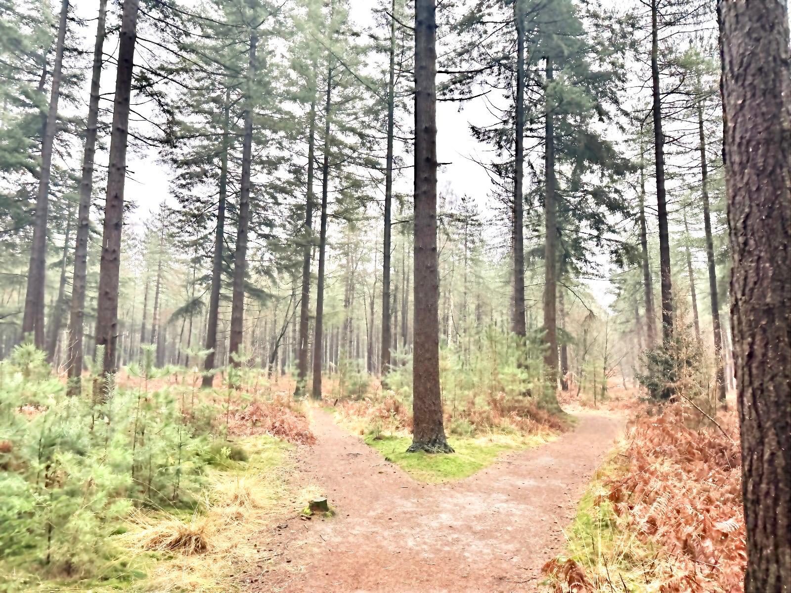 Individuele sessie in het bos: coaching voor mannen door Thomas Kerstens